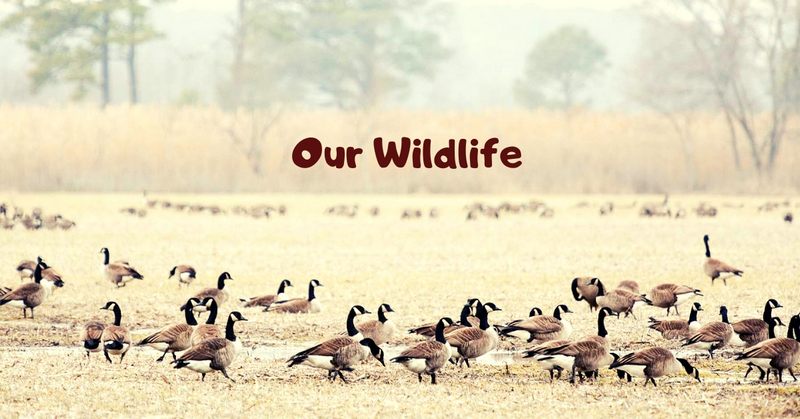 Our Wildlife